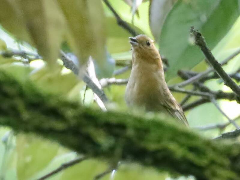 Slaty Bunting, 照片 3