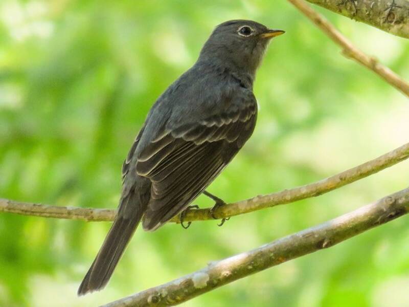Slaty Elaenia - Elaenia strepera