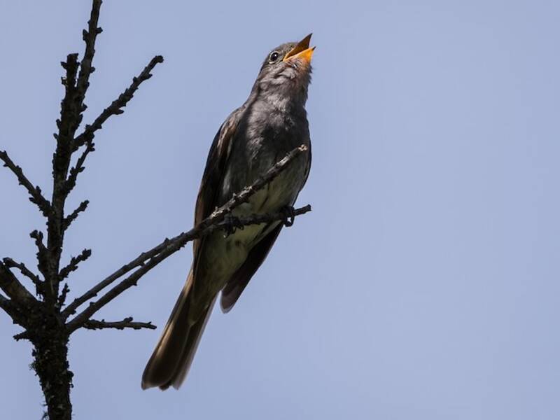 Slaty Elaenia, 照片 3