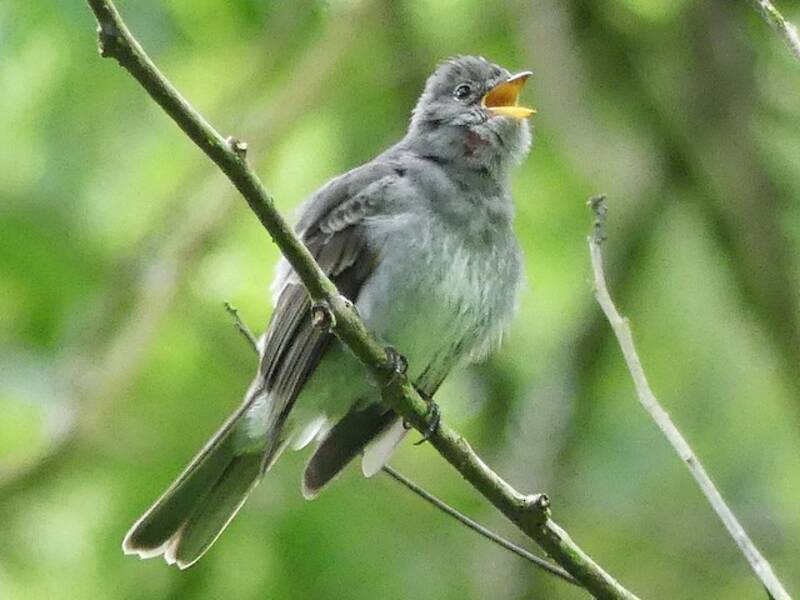 Slaty Elaenia, 照片 2