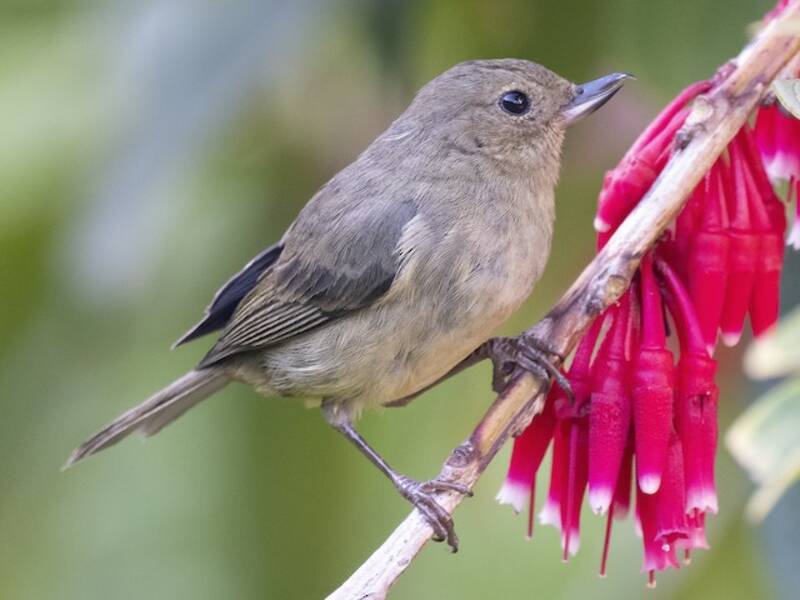 Slaty Flowerpiercer