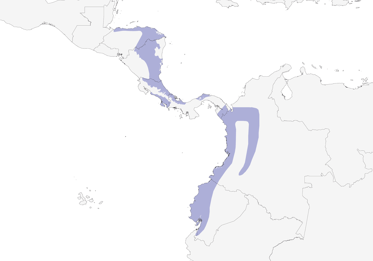 Colaespina pizarrosa, Distribución 1