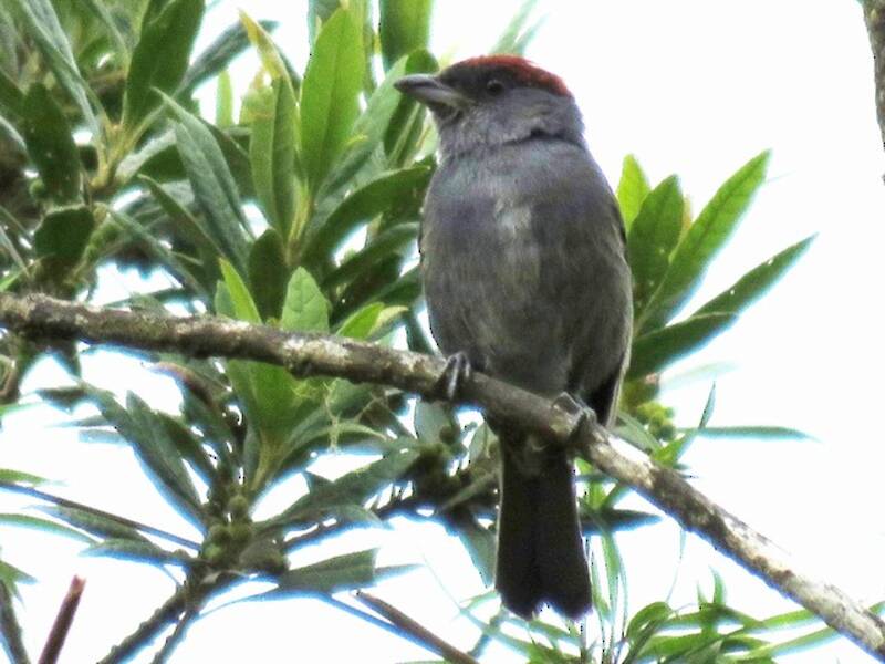 Tanagra ardesia, Foto 2