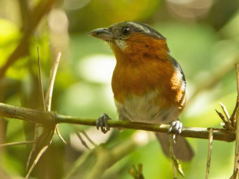 Tanagra ardesia, Foto 4