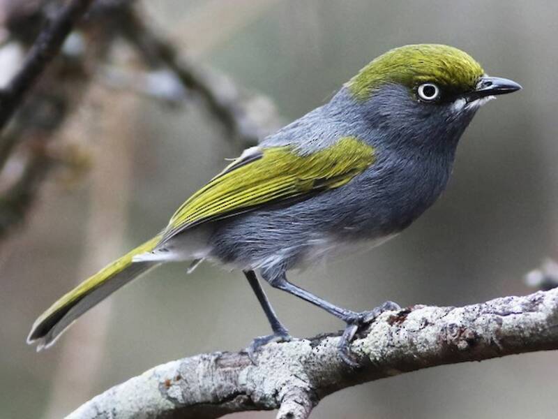 Schiefervireo