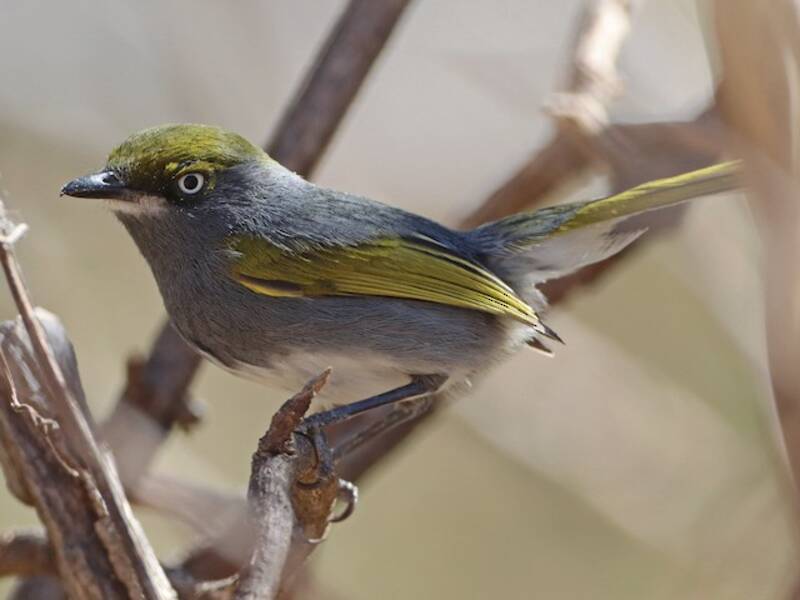 Slaty Vireo, 照片 3