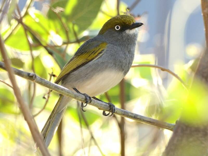 Slaty Vireo, 照片 2