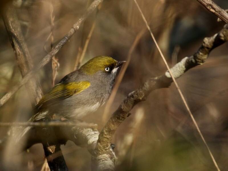 Slaty Vireo, 照片 4