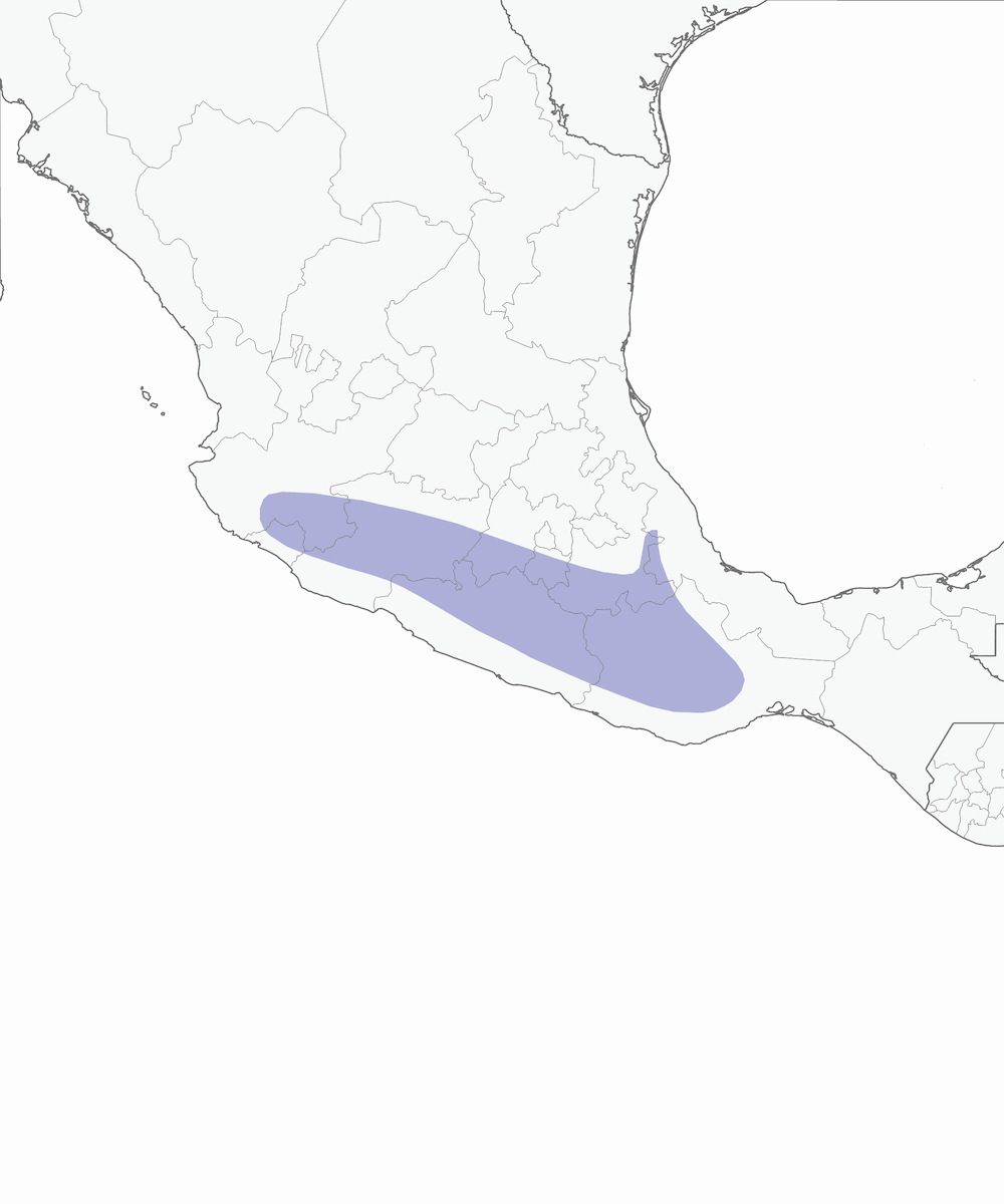 Slaty Vireo, 分布 1