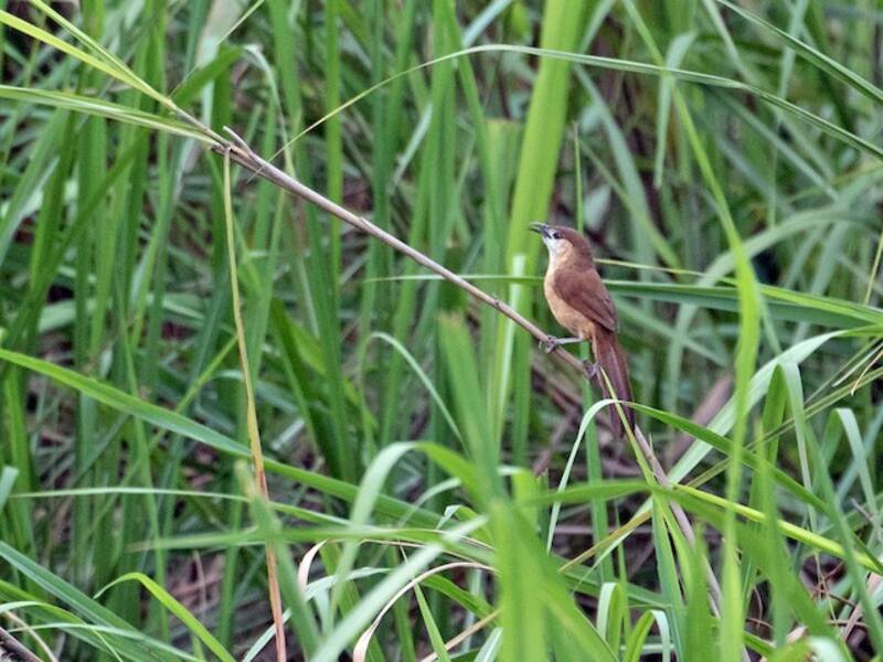 Slender-billed Babbler