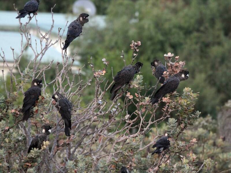 Carnaby's Black-Cockatoo (Zanda latirostris)