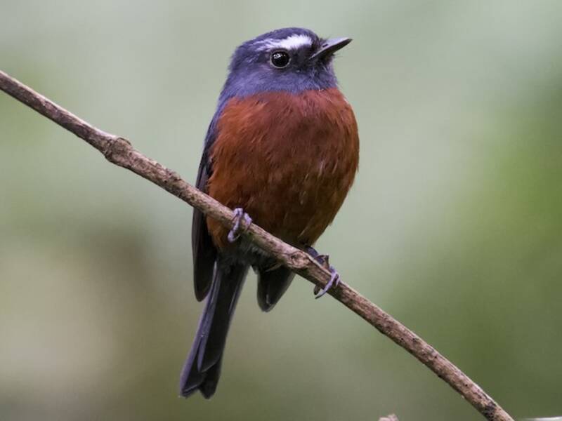 Chestnut-bellied Chat-Tyrant, 照片 3
