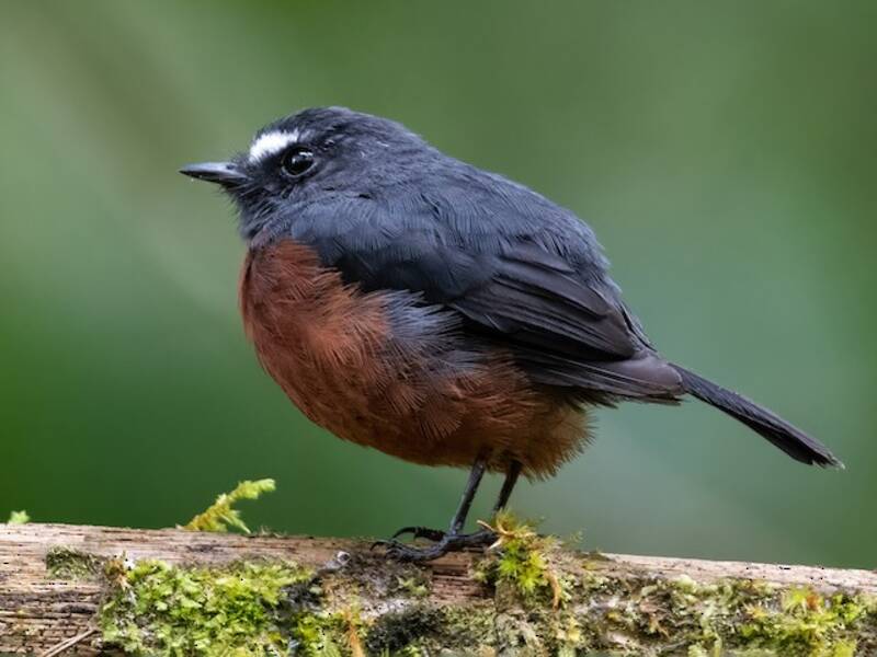 Chestnut-bellied Chat-Tyrant