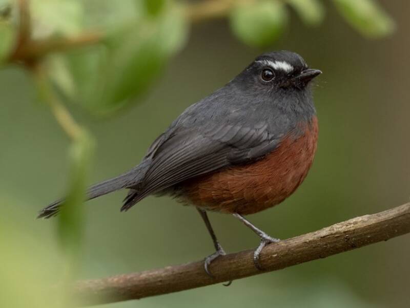 Chestnut-bellied Chat-Tyrant, 照片 2