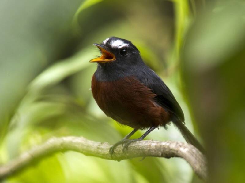 Chestnut-bellied Chat-Tyrant, 照片 4