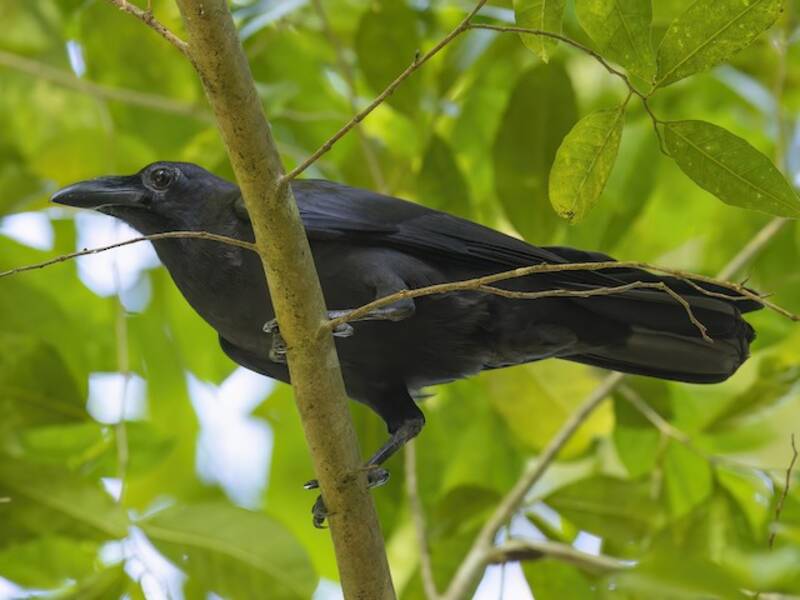 Corbeau des Célèbes