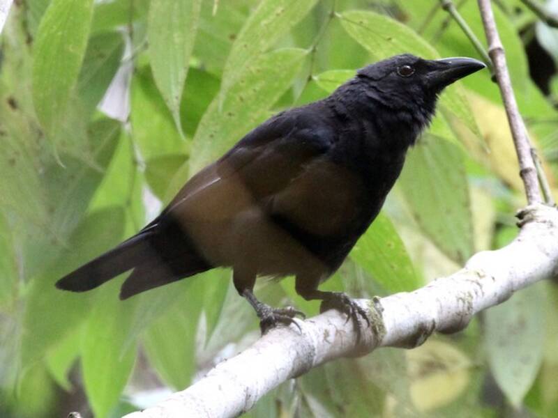 Cuervo Violeta
