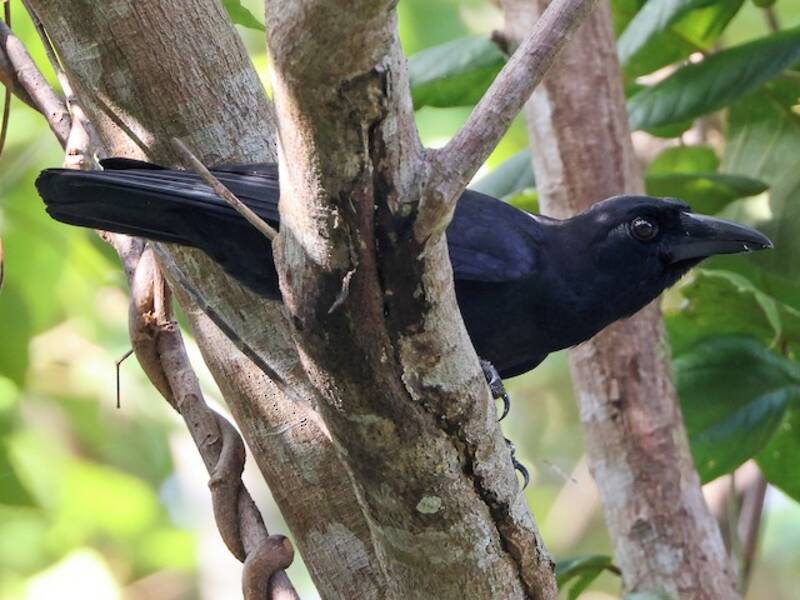 Sierra Madre Crow, Photos 3