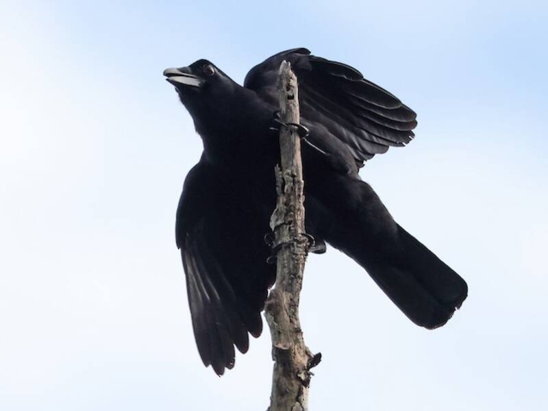 Sierra Madre Crow, Photos 2
