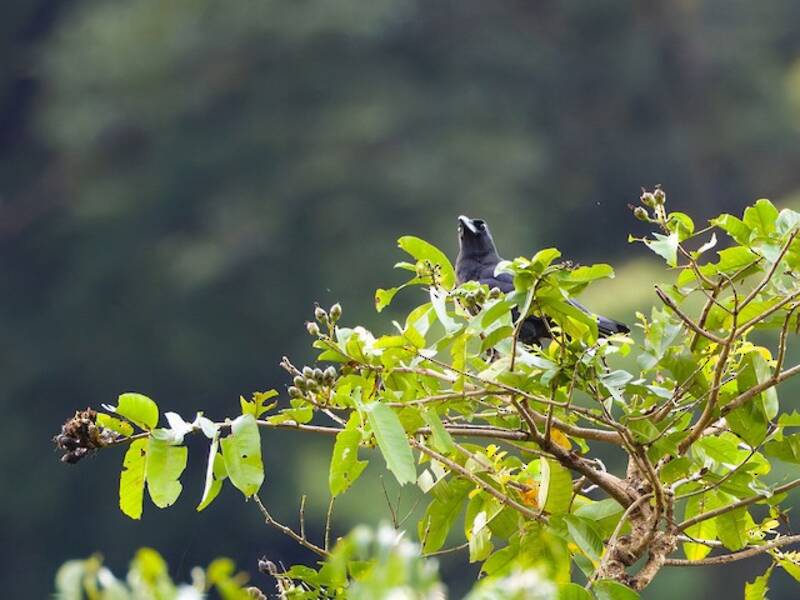 Sierra Madre Crow, Photos 4
