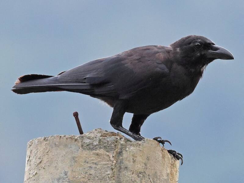 Corbeau des Palawan, Photos 3