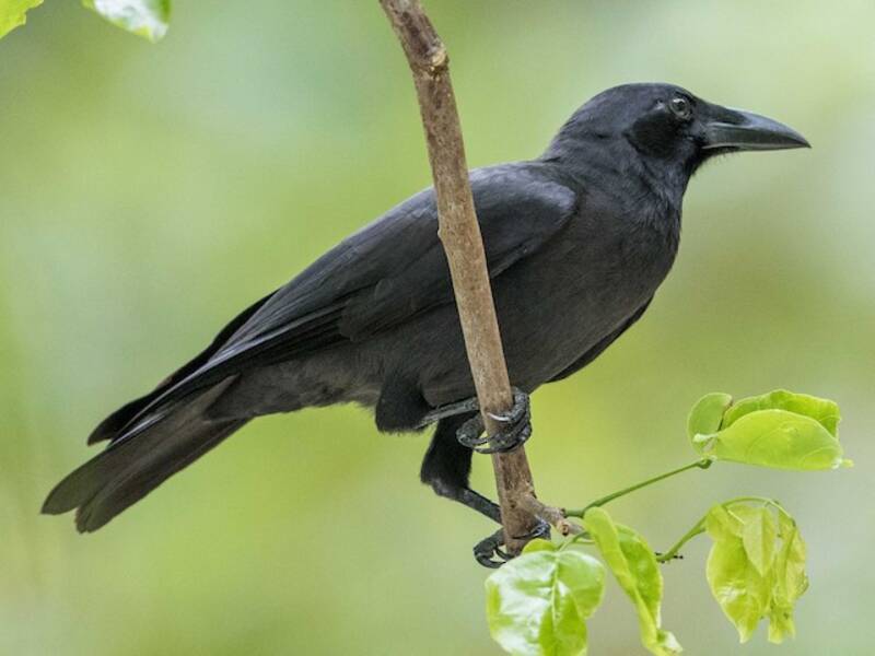 Corbeau des Palawan, Photos 2