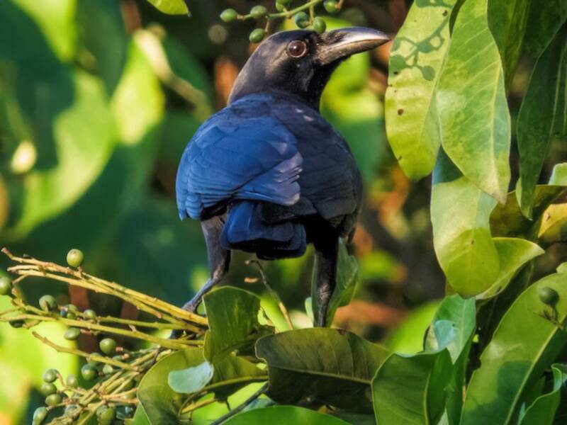 Corbeau des Palawan, Photos 4