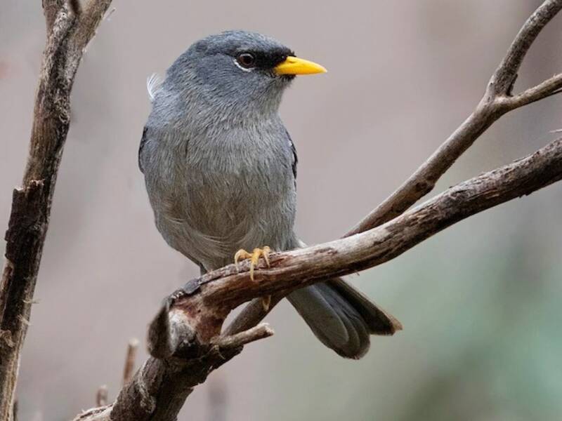 Slender-billed Finch, 照片 2