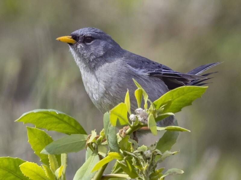 Slender-billed Finch, 照片 3