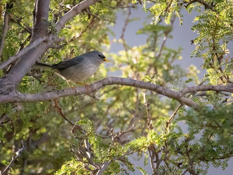 Slender-billed Finch