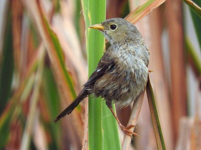 Slender-billed Finch, 照片 4