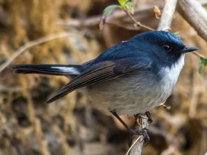 Slaty-blue Flycatcher