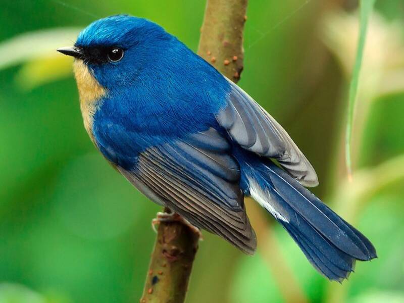 Slaty-blue Flycatcher, Photos 2