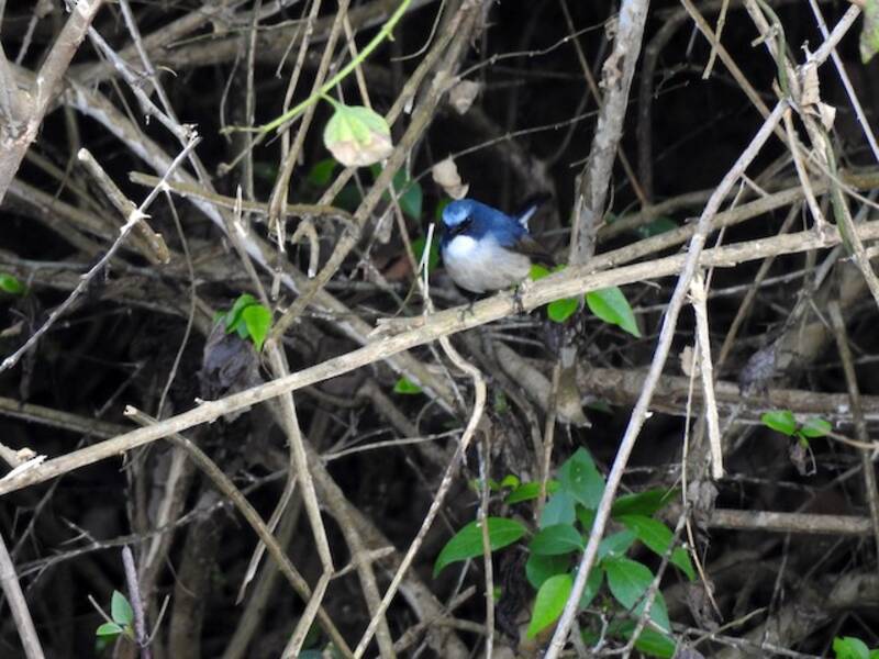 Slaty-blue Flycatcher, Photos 4