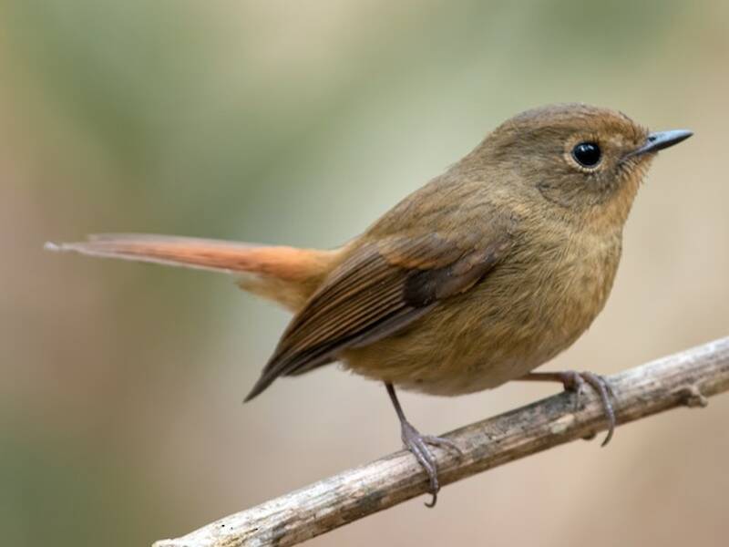Slaty-blue Flycatcher, Photos 3