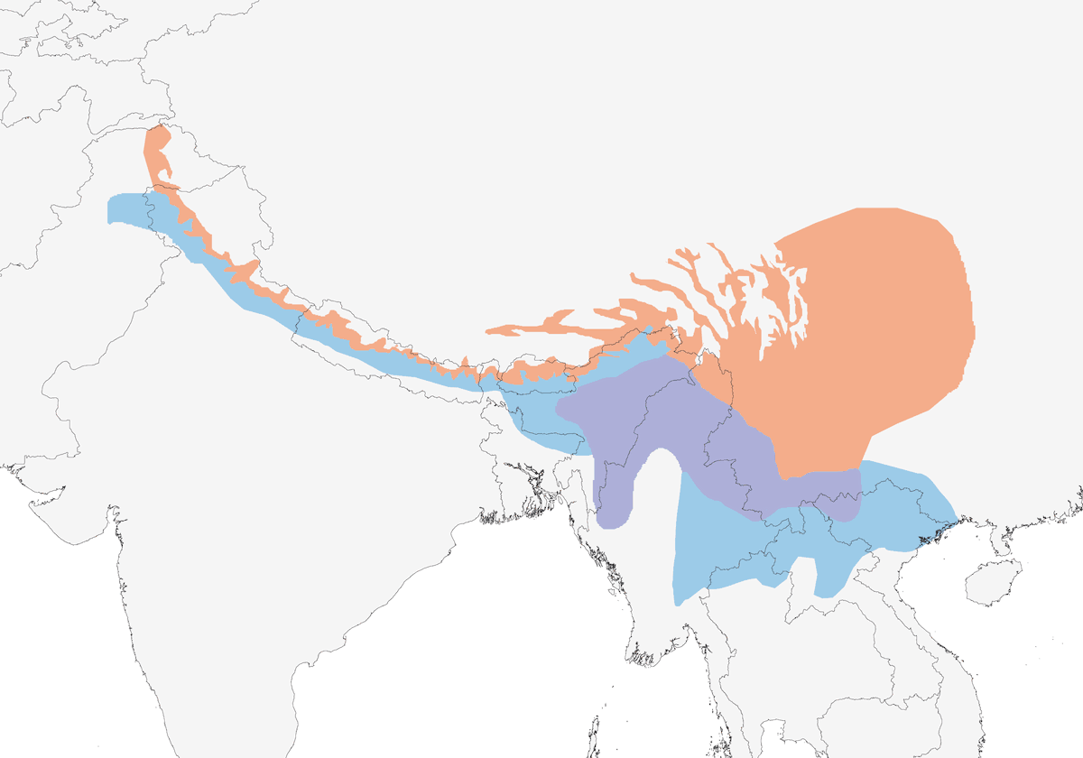 Slaty-blue Flycatcher, Distribution 1