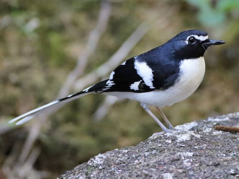 Slaty-backed Forktail, Photos 3