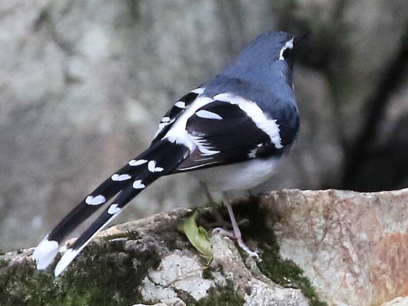Forbicino dal dorso ardesia