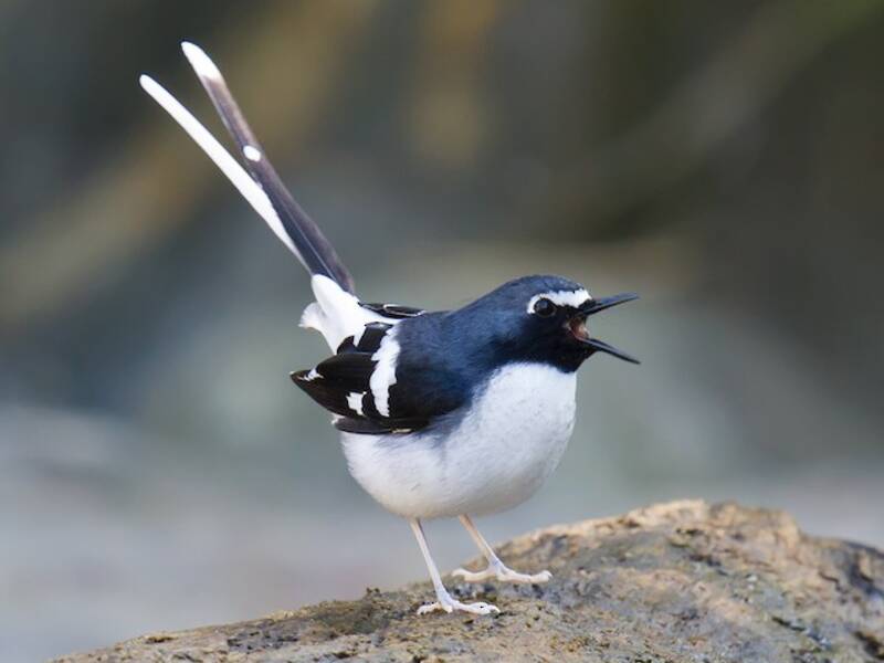 Slaty-backed Forktail, Photos 2