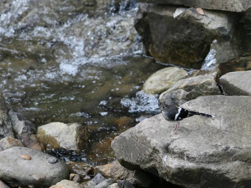 Slaty-backed Forktail, Photos 4