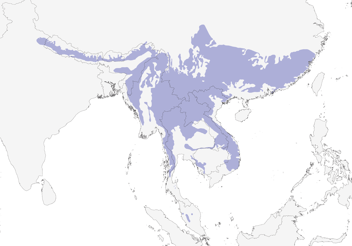 Slaty-backed Forktail, Distribution 1