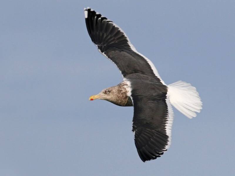Slaty-backed Gull, Photos 2