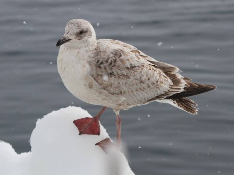 Slaty-backed Gull, Photos 4