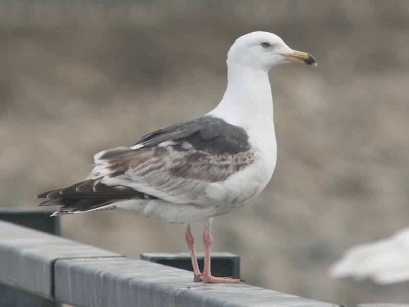 Slaty-backed Gull, Photos 3