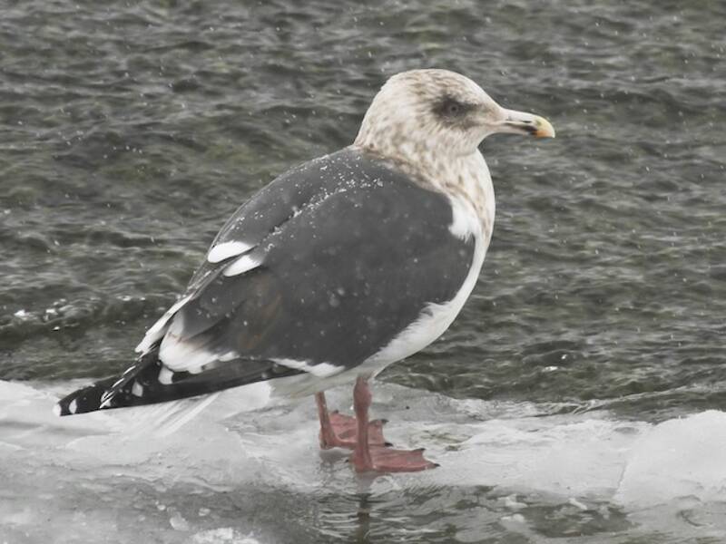 Slaty-backed Gull