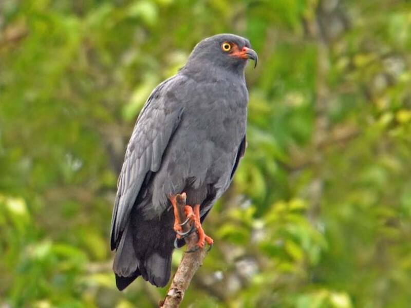 Slender-billed Kite, 照片 4