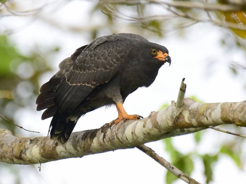 Slender-billed Kite, 照片 2