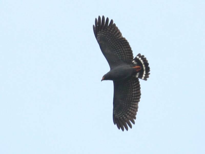 Slender-billed Kite, 照片 3