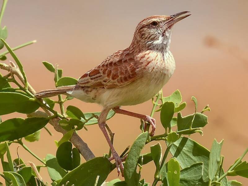 Somali Lark, 照片 3
