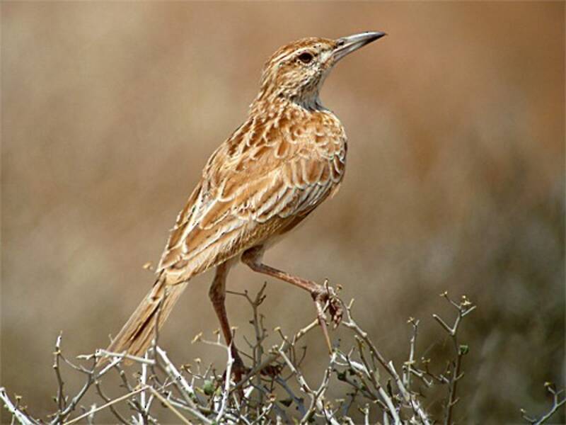 Somali Lark, 照片 2